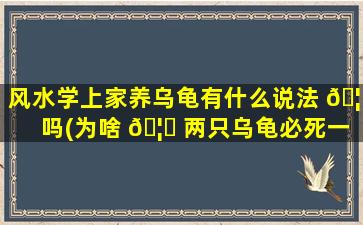 风水学上家养乌龟有什么说法 🦍 吗(为啥 🦊 两只乌龟必死一只)